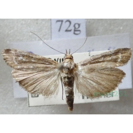 Pempeliella ornatella (Denis & Schiffermüller, 1775) Czech72g